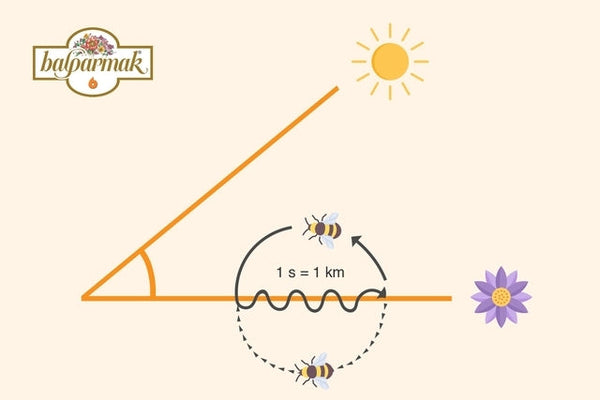 WHAT IS BEE DANCE? WHY DO BEES DANCE?