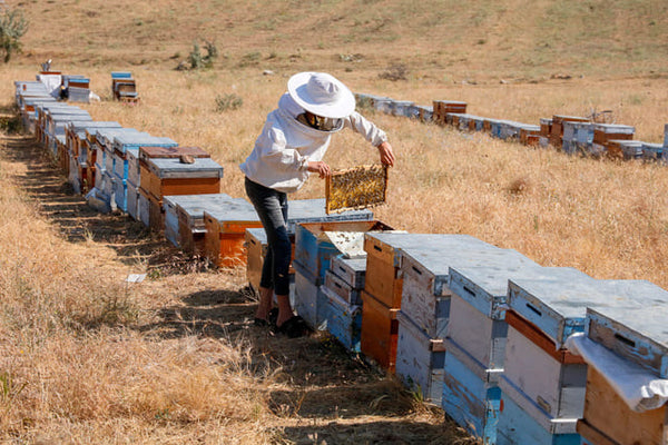 20 INTERESTING FACTS ABOUT BEES AND BEEKEEPING