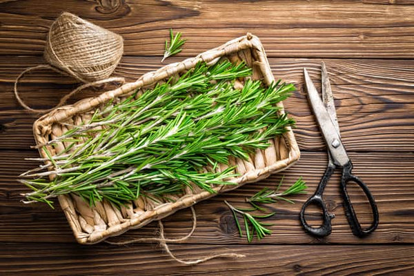 WHAT IS ROSEMARY AND HOW IS IT CONSUMED?