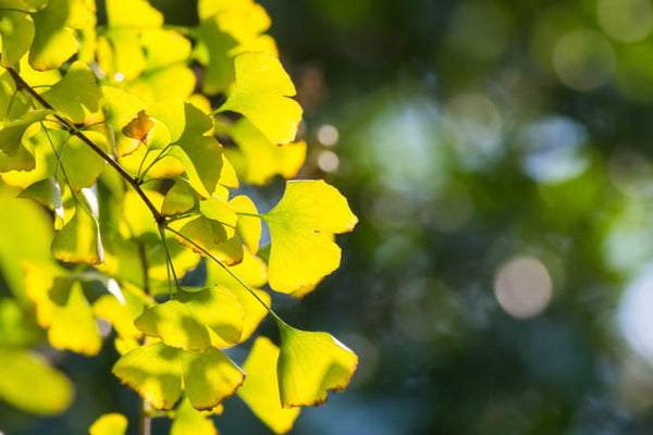 WHAT IS GINKGO BILOBA AND HOW IS IT CONSUMED?