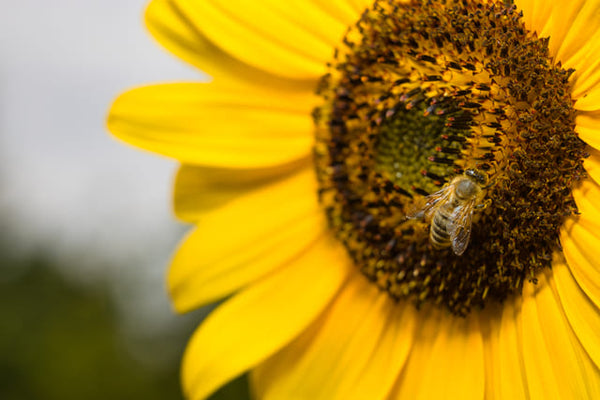 PROTECT BEES TO AVOID A FUTURE FOOD CRISIS!