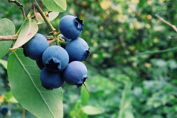 WHAT IS BLUEBERRY AND HOW IS IT CONSUMED?