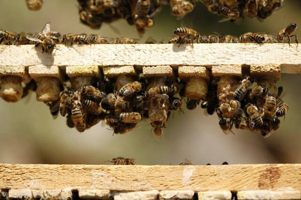 WHAT IS A BEEHIVE? HOW IS IT MADE?