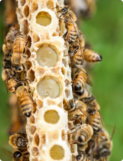 WHAT YOU NEED TO KNOW ABOUT ROYAL JELLY