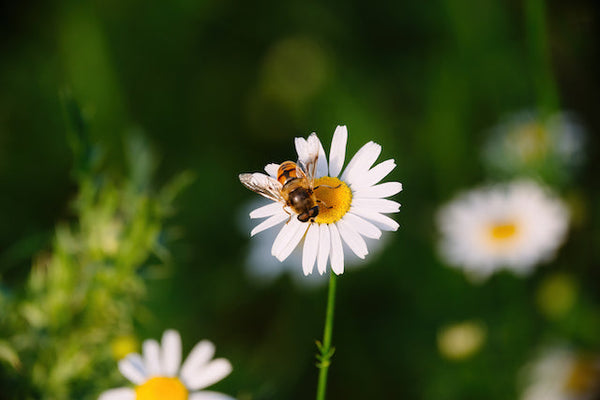 FLOWERS THAT BEES COLLECT POLLEN FROM AND ARE EASY TO GROW AT HOME